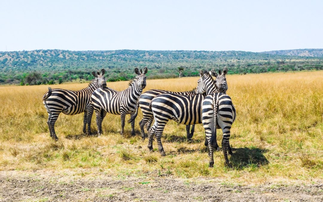 Akagera National Park: Rwanda’s Big Game Wilderness
