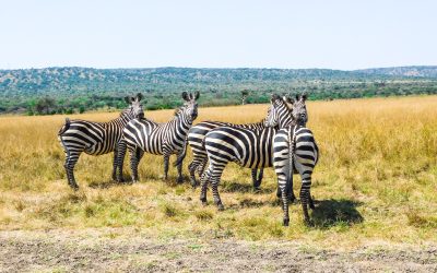 Akagera National Park: Rwanda’s Big Game Wilderness