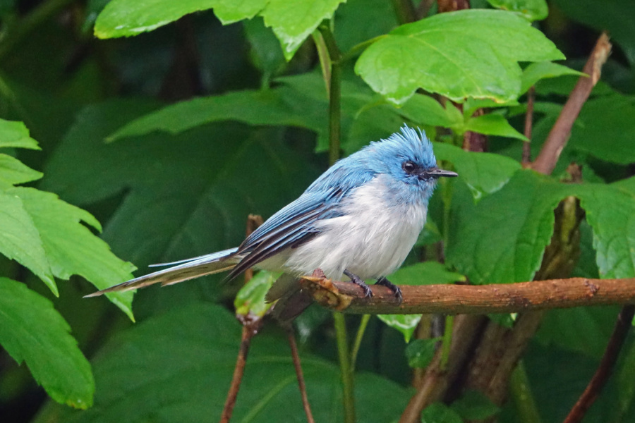 image_game_drives_akagera_national_park