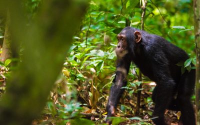 Kibale Forest National Park: East Africa’s Premier Chimpanzee Tracking Haven
