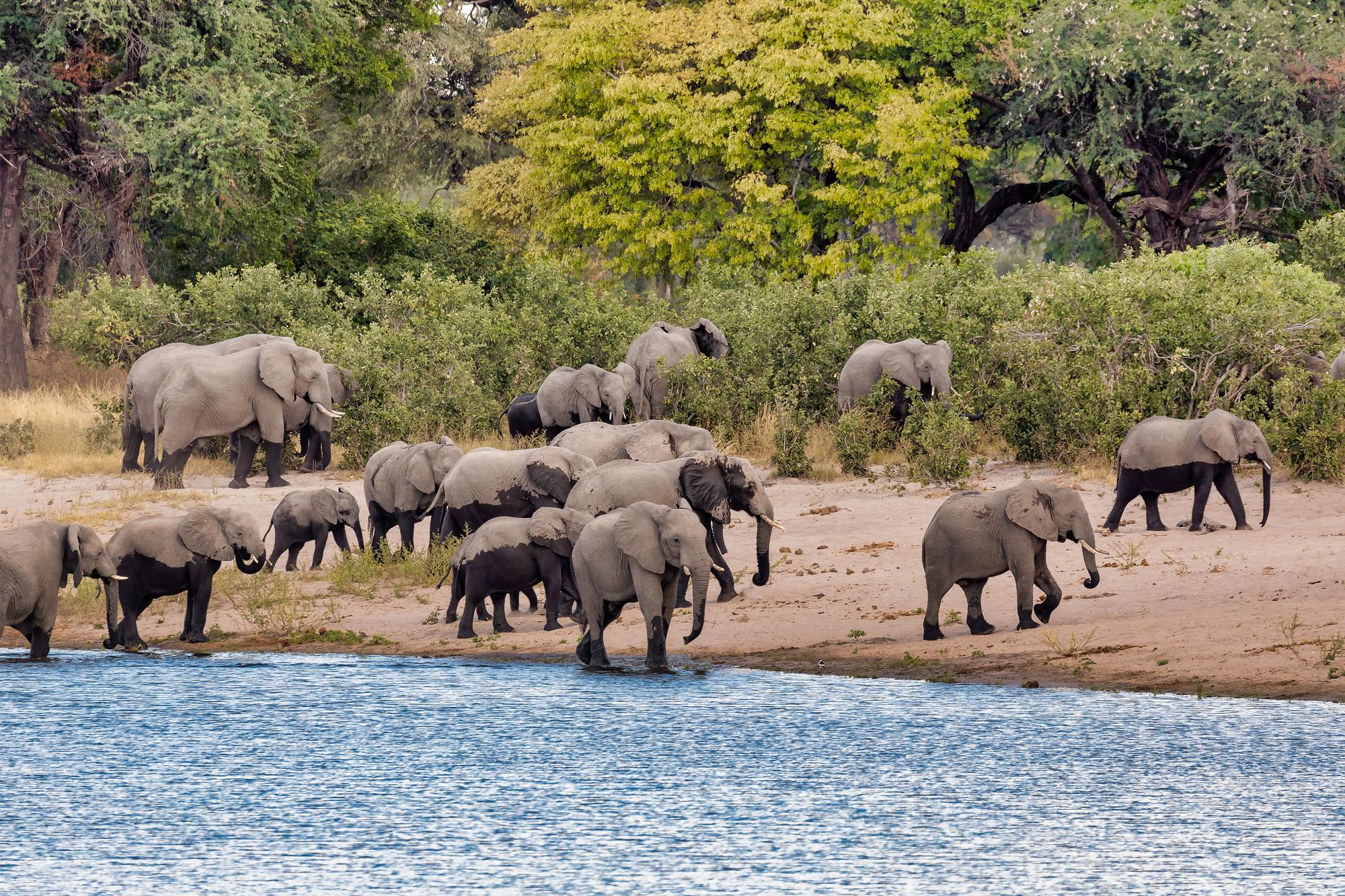 image_elephants_in_akagera_national_park