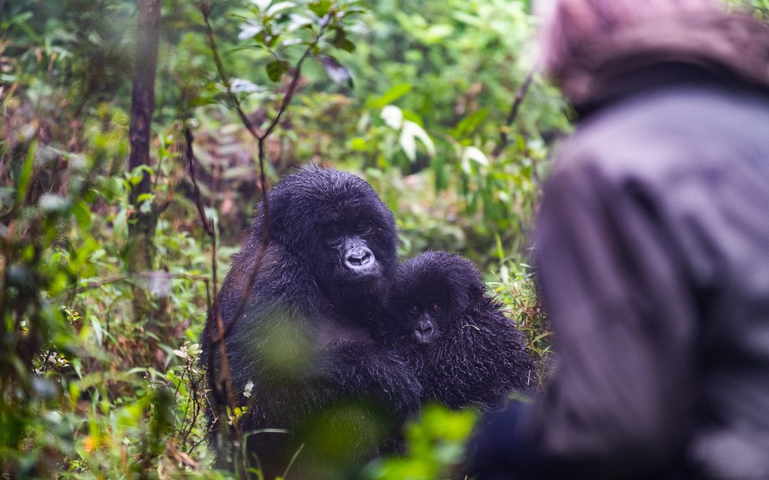 What to Pack for Gorilla Trekking: A Practical Guide for an Unforgettable Day in the Wild