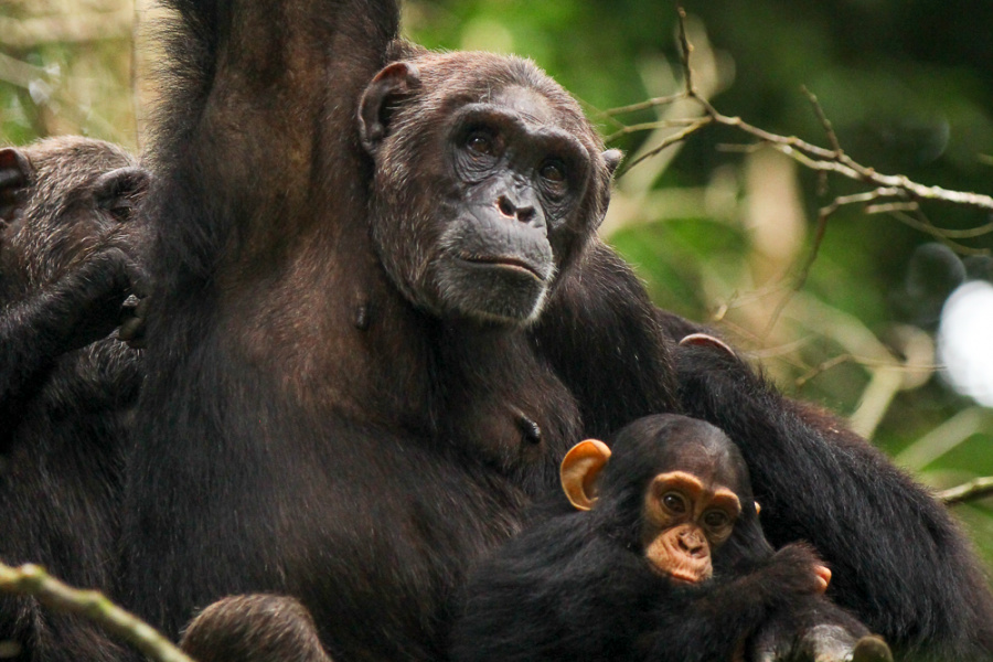 image_kibale_chimp_tracking
