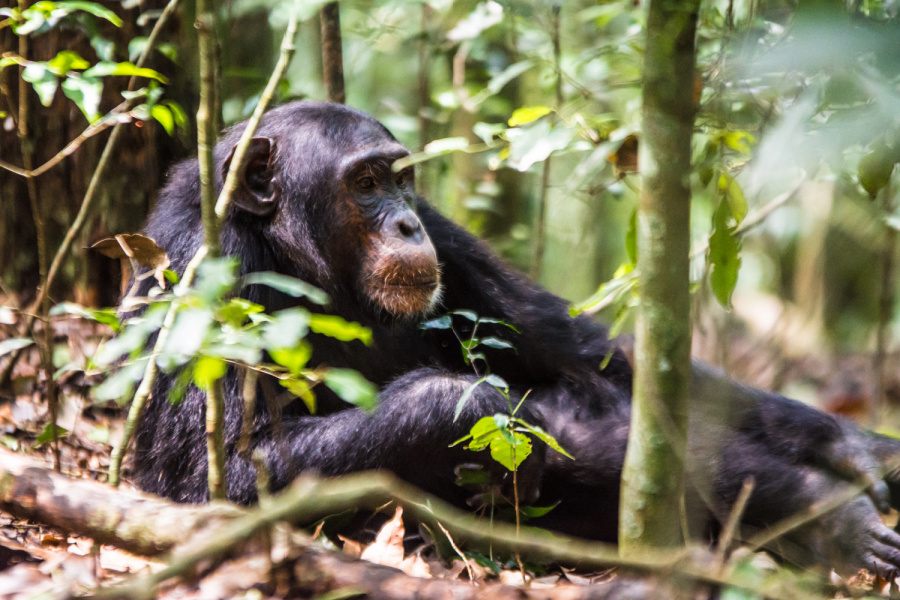 image_chimp_trekking_in_nyungwe