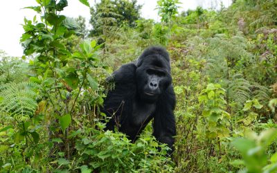 5 Days Luxury Primates Experience – Rwanda
