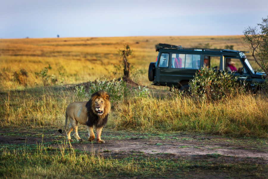 image_savannah_game_drive_queen_elizabeth