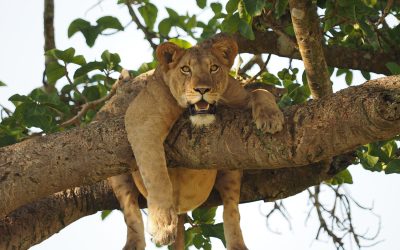 Queen Elizabeth National Park: Uganda’s Classic Savannah and Crater-Lake Wilderness