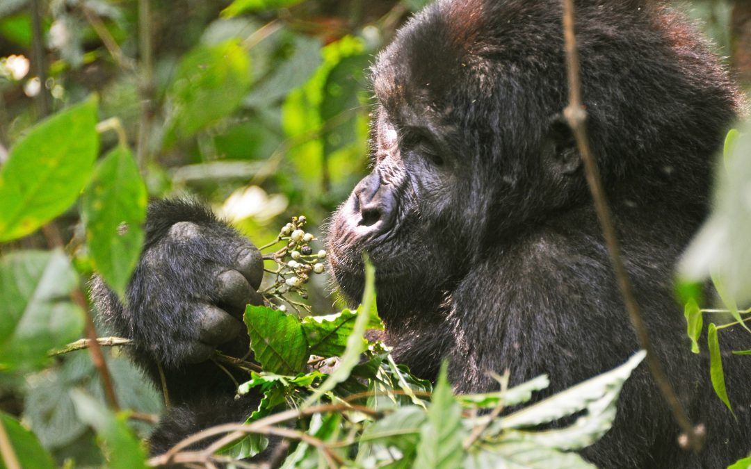Bwindi Impenetrable National Park: Uganda’s Mountain Gorilla Sanctuary