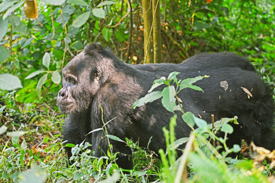 image_chimp_trekking_in_nyungwe