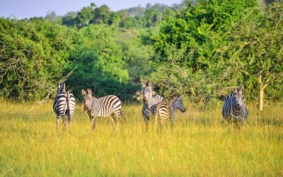 2 Days Akagera National Park Wildlife Safari