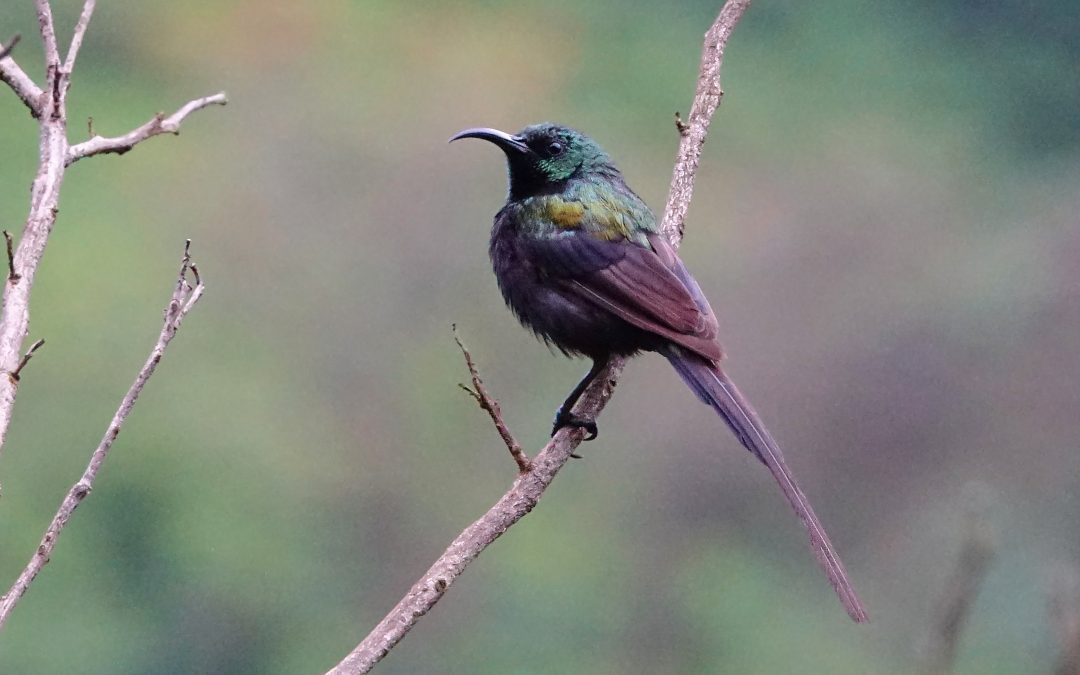 Why birding is an experience worth trying even if you’ve never considered it