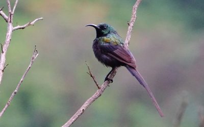 Why birding is an experience worth trying even if you’ve never considered it