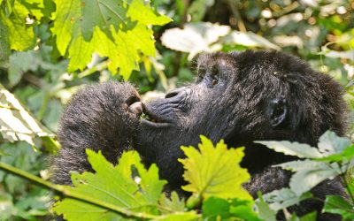 5 Days Gorilla Trekking Experience in Rwanda