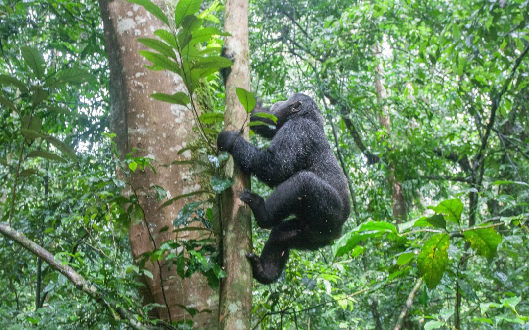 6 Days Mountain Gorillas & Cultural Experience – Rwanda